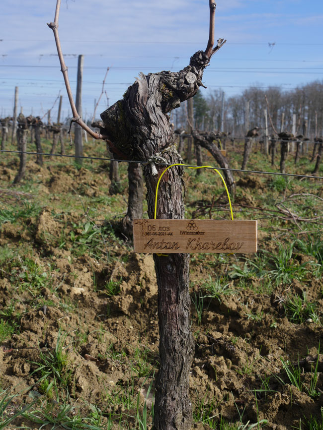 Виноградник на урожай